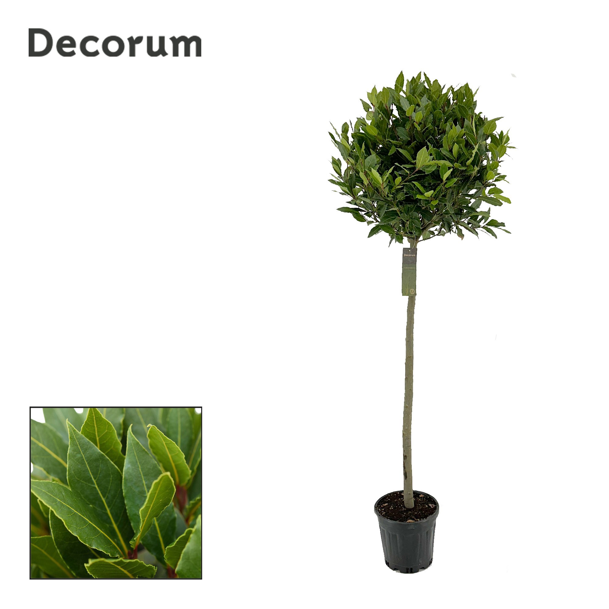 Laurus nobilis Bol op stam, D 25