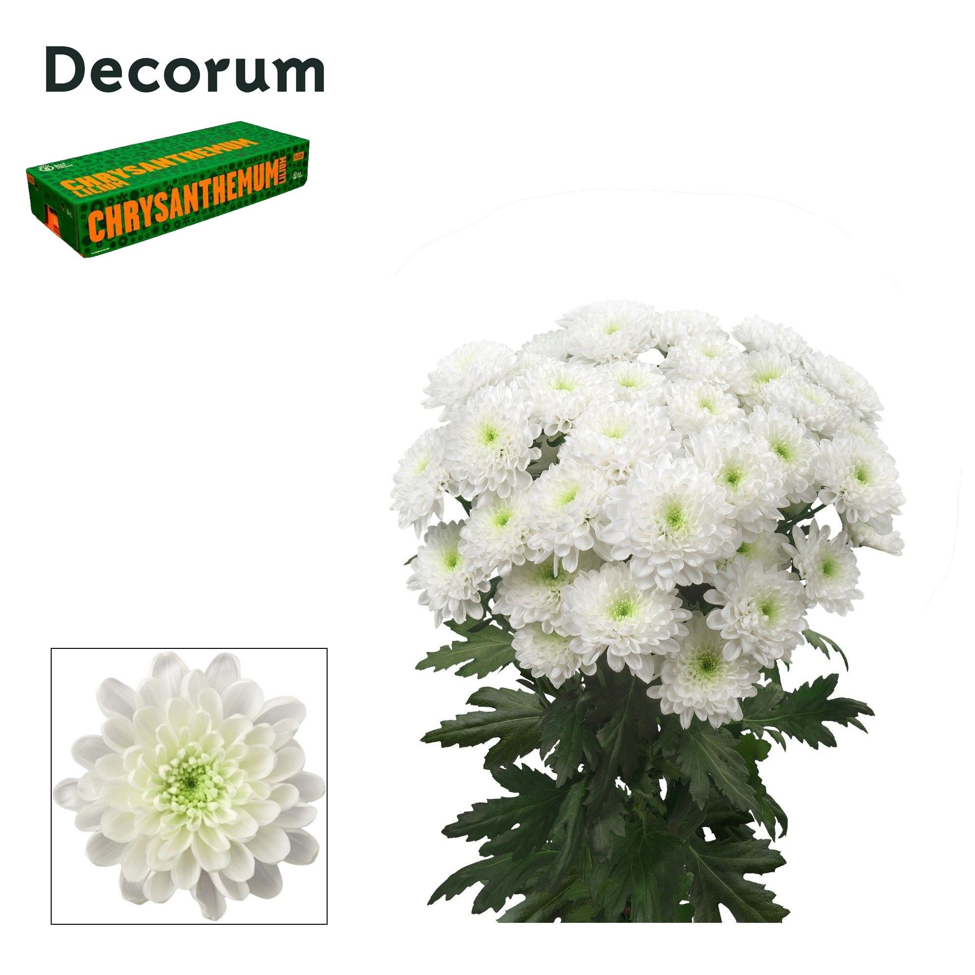 Хризантема куст. Алтай 70 (бел.), шт. Хризантема куст. Алтай 70 (бел.), шт.