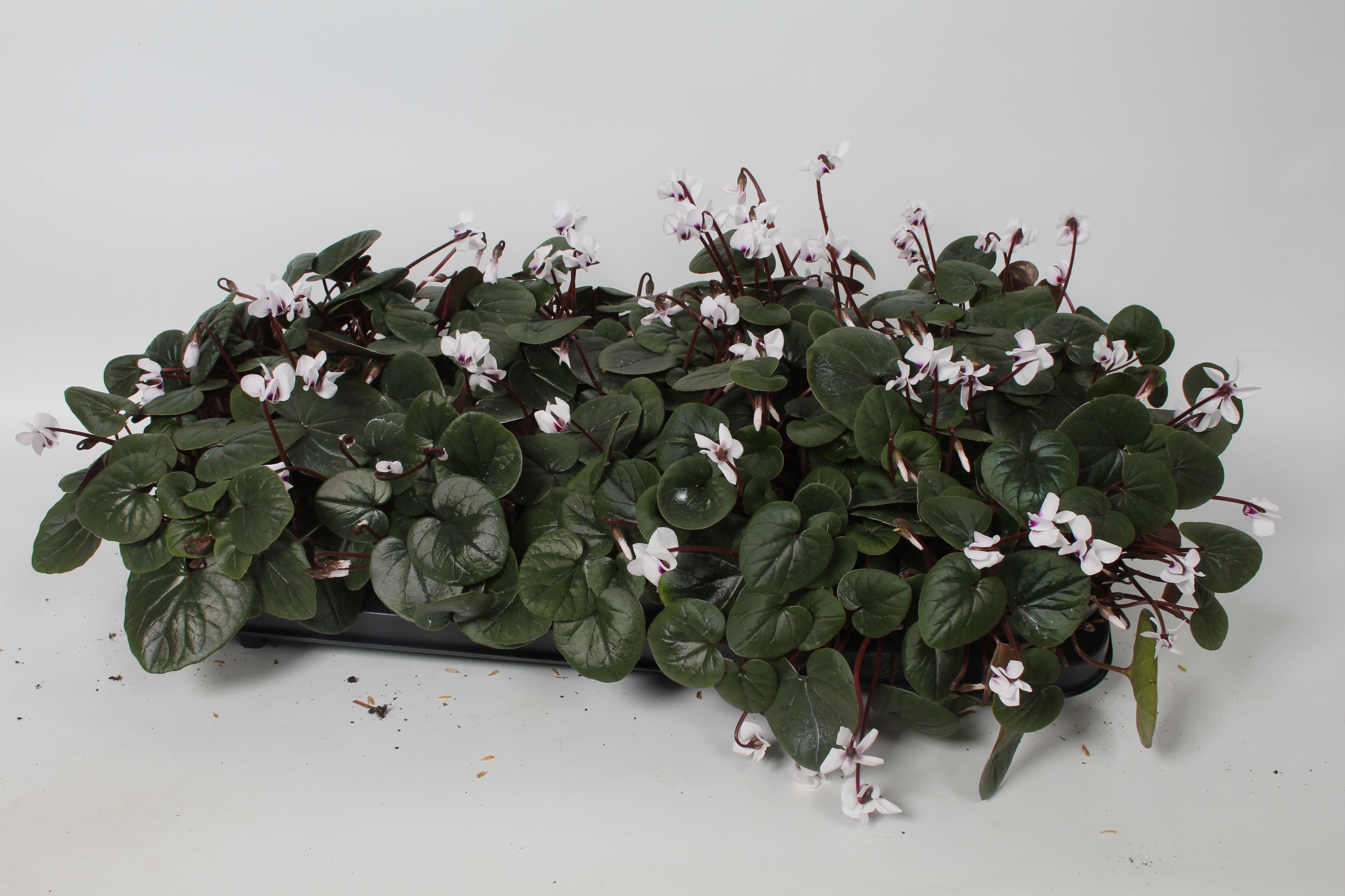 Cyclamen coum Wit met donker blad, D 10,5