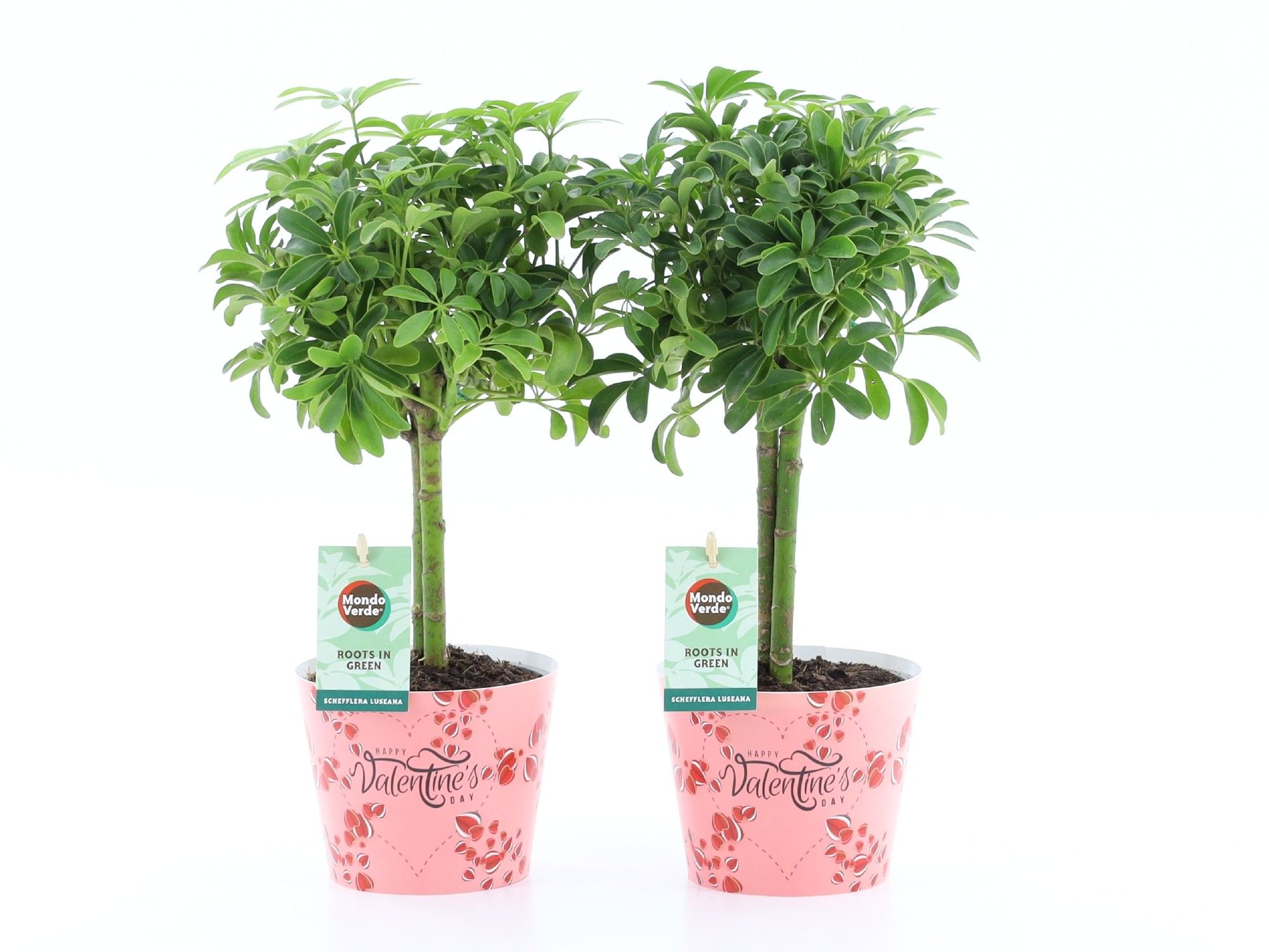 Schefflera Luseana in Potcover Valentine, D 12