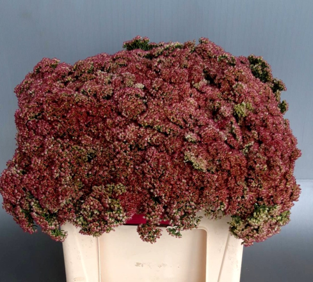 Седум Хербстфроде 50, шт.