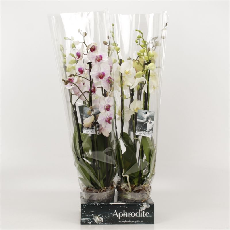 Phalaenopsis gemengd 5 tak gemengd Goddess, D 12