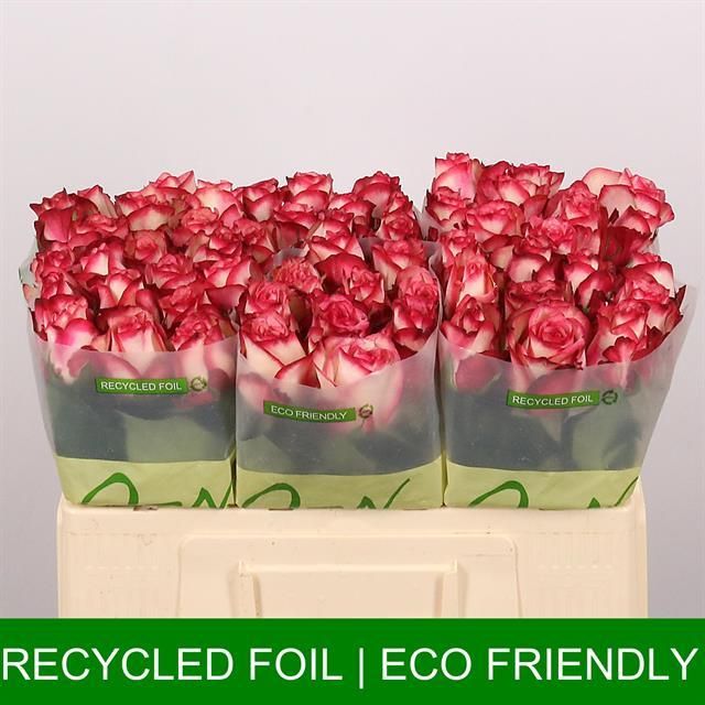 Роза од. Палома 50, шт.