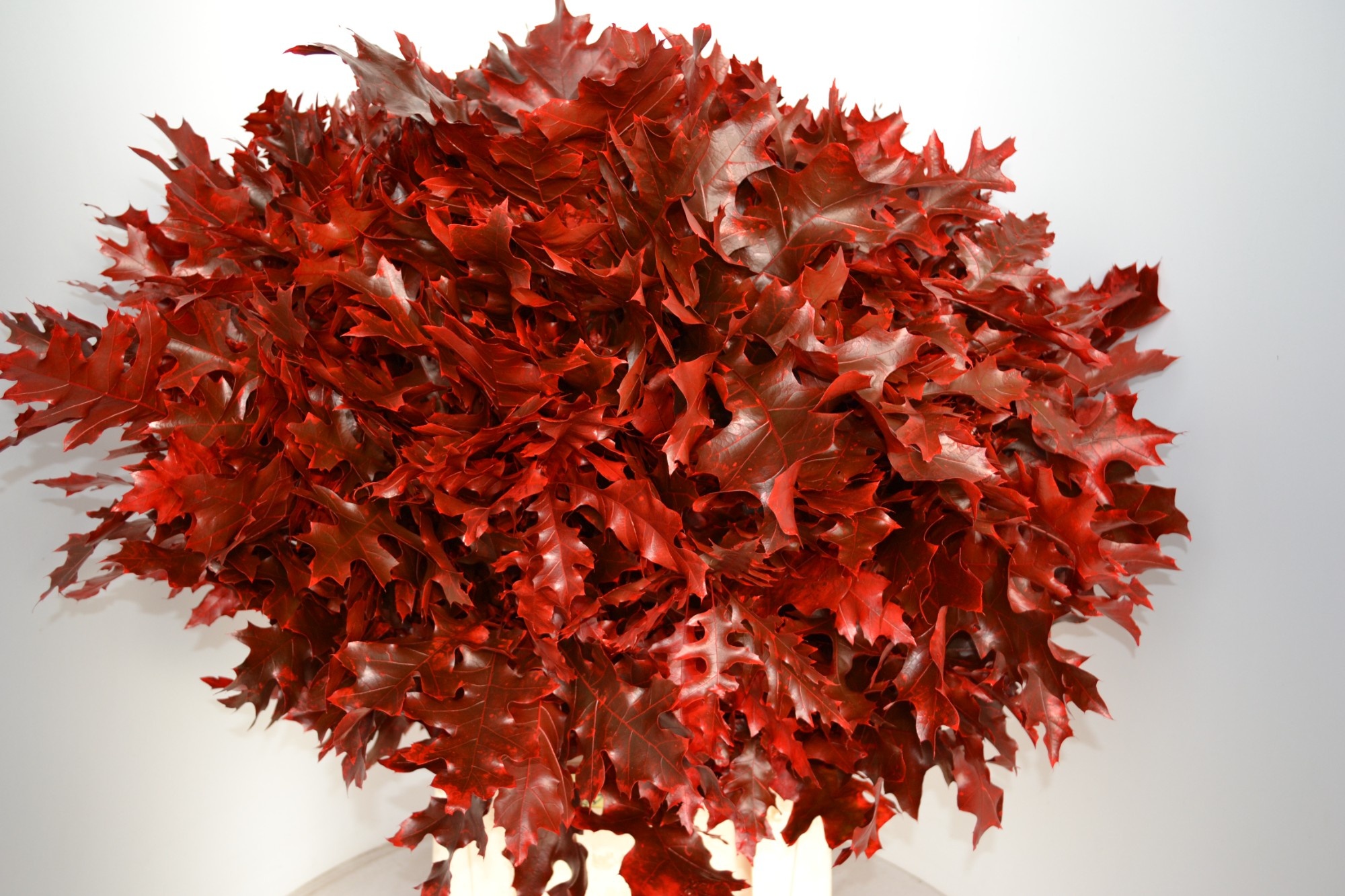 Кверкус Овериг Крашеный (краш. ) 80, шт.