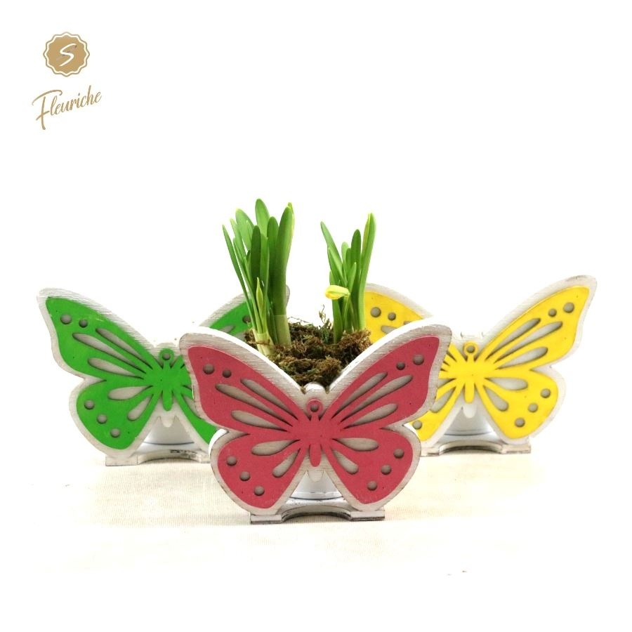 (DN516) Narcissus Butterfly Triple Mos, D 17 cm