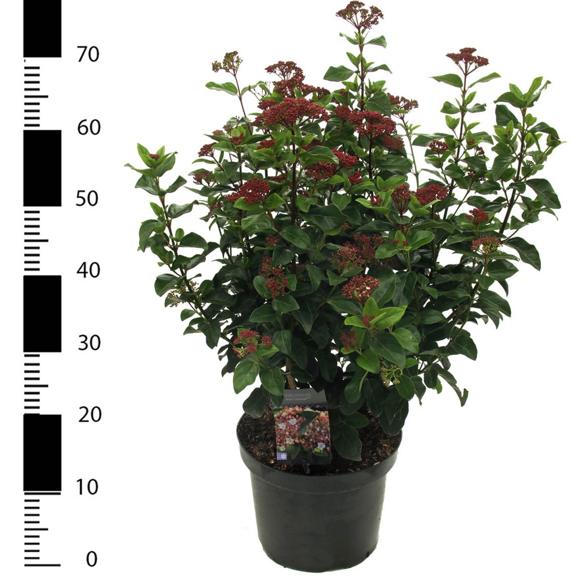 Viburnum tinus 'Lisarose', D 26