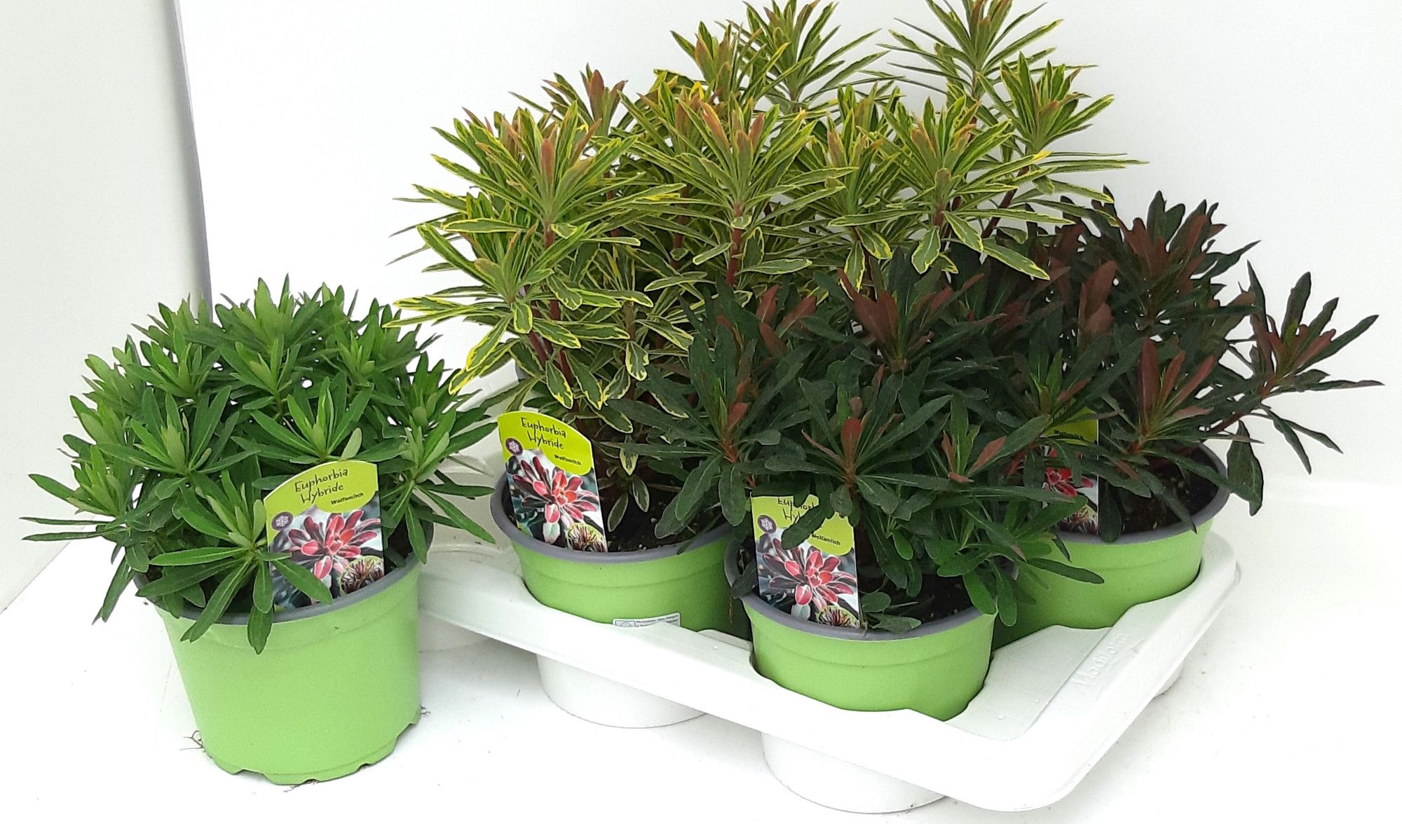 Euphorbia amygdaloides Mix T17 - MIX LAGE, D 17
