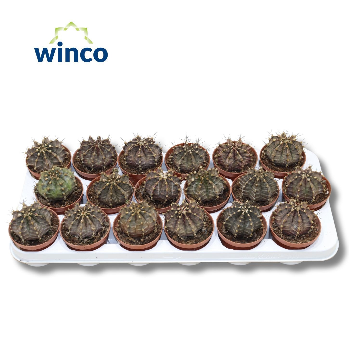 Gymnocalycium Friedrichii, D 8,5