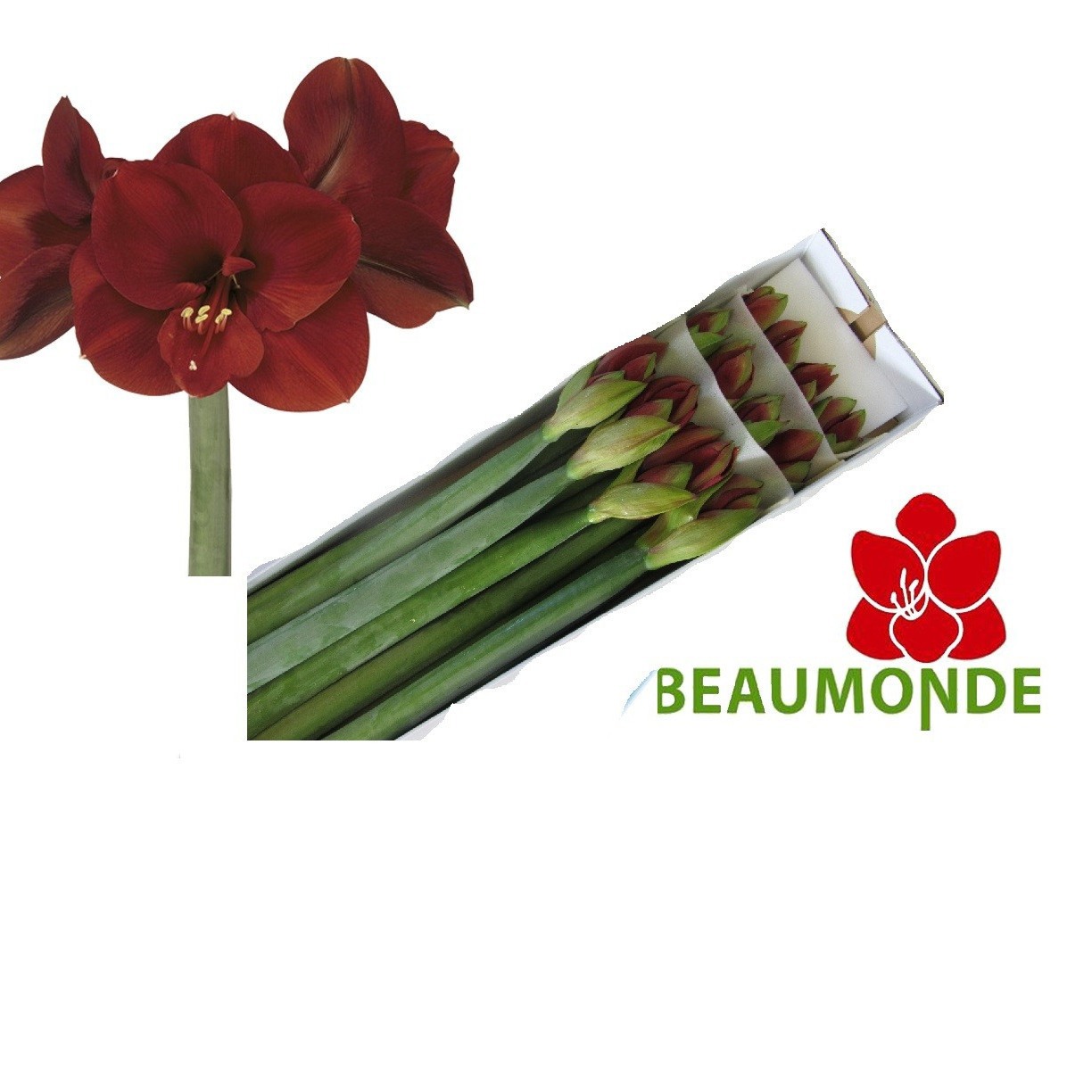 Амарилис Феррари (красн.) x12, шт.