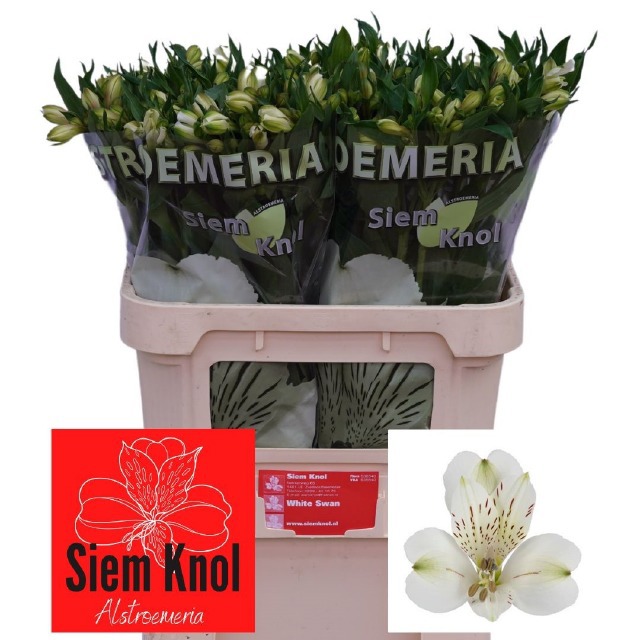 Альстромерия Вайт Свон, шт.