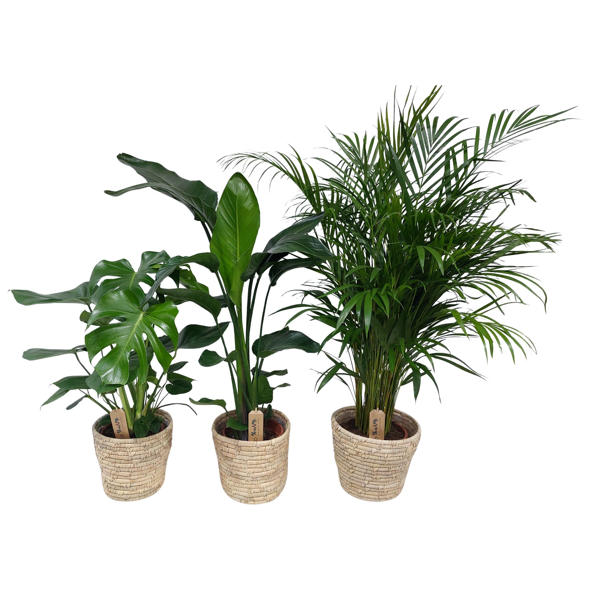 Mix groen in basket palmleaf, D 21