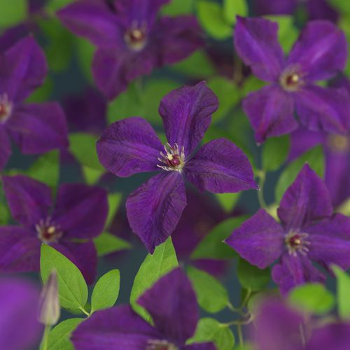 Clematis vit. 'Polish Spirit' +3.0 label, D 15
