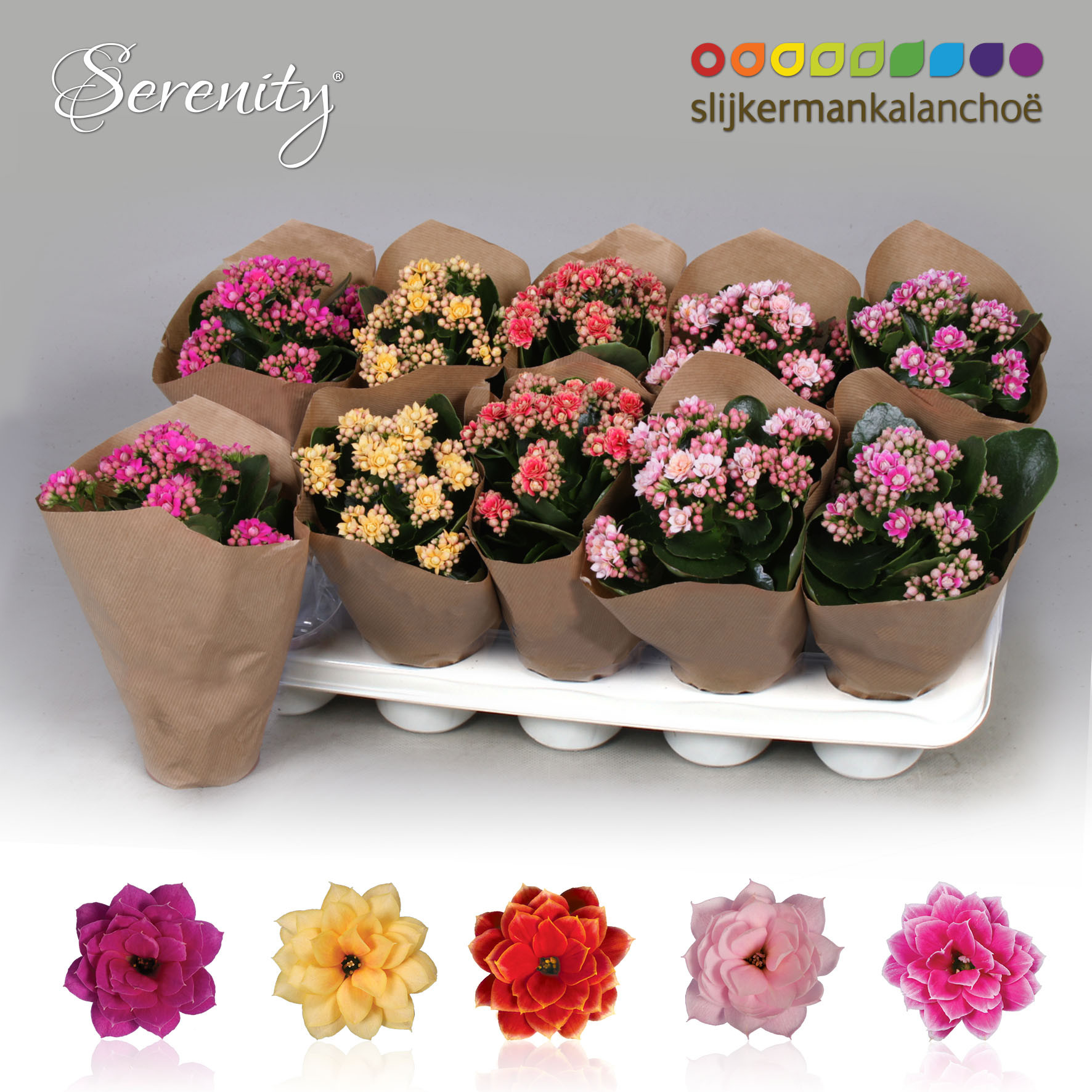 Kalanchoe Papersleeve - Serenity Mix, D 10,5 cm