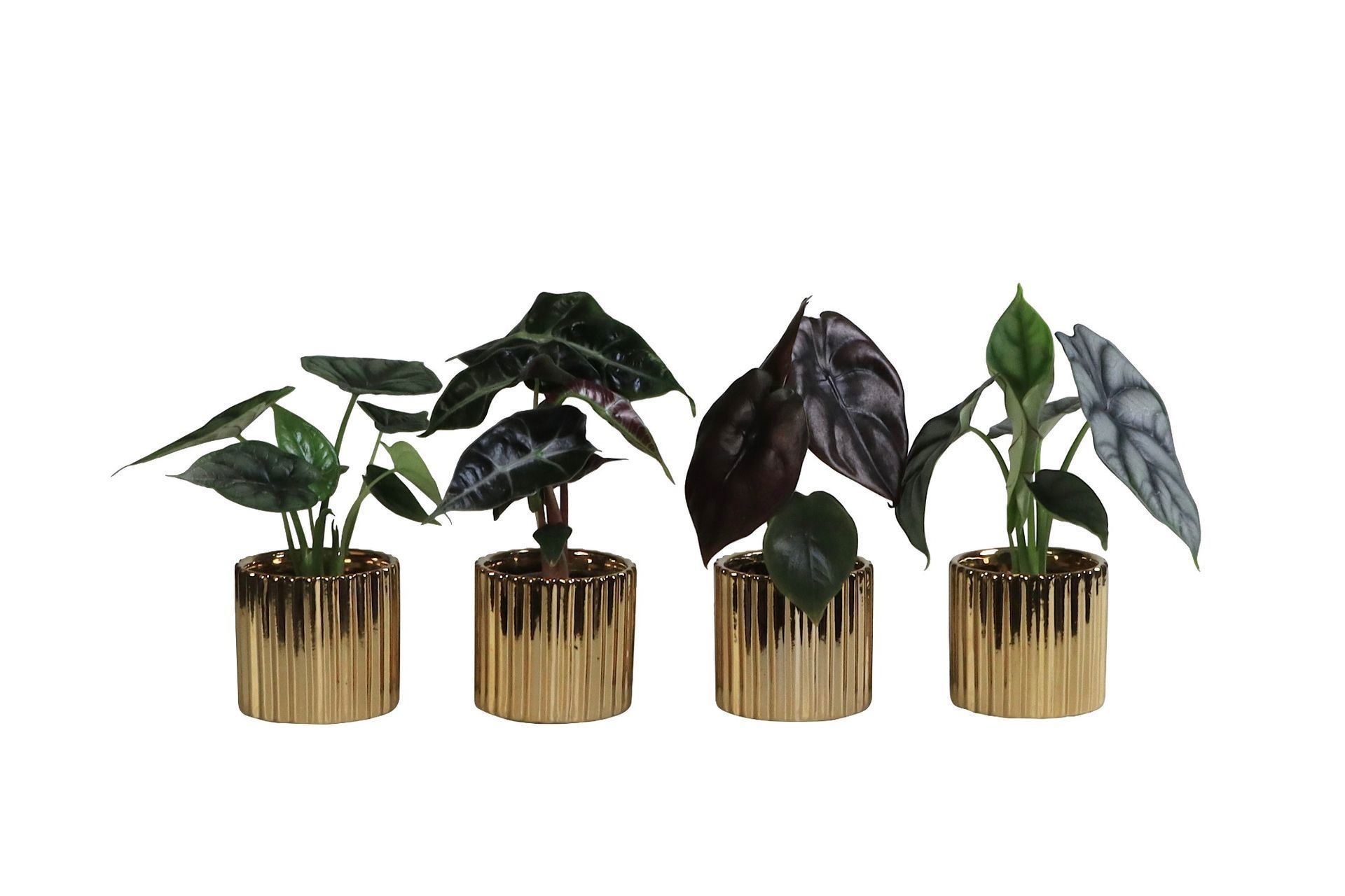 L 66258 With Alocasia Mix 6 cm, D 6