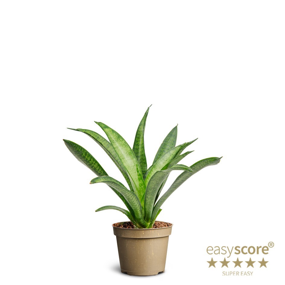 SANSEVIERIA CYLINDRICA 'Panthea', D 6 cm