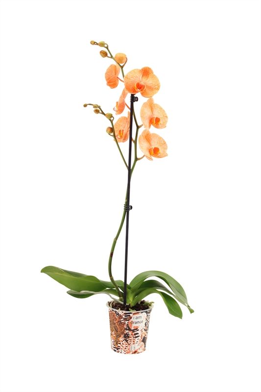 Potcover p12 I am Coloured Phal I am Orange 1T09+, D 12 cm