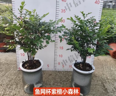 Фиш Нет Кап Птерокарпус 12 35