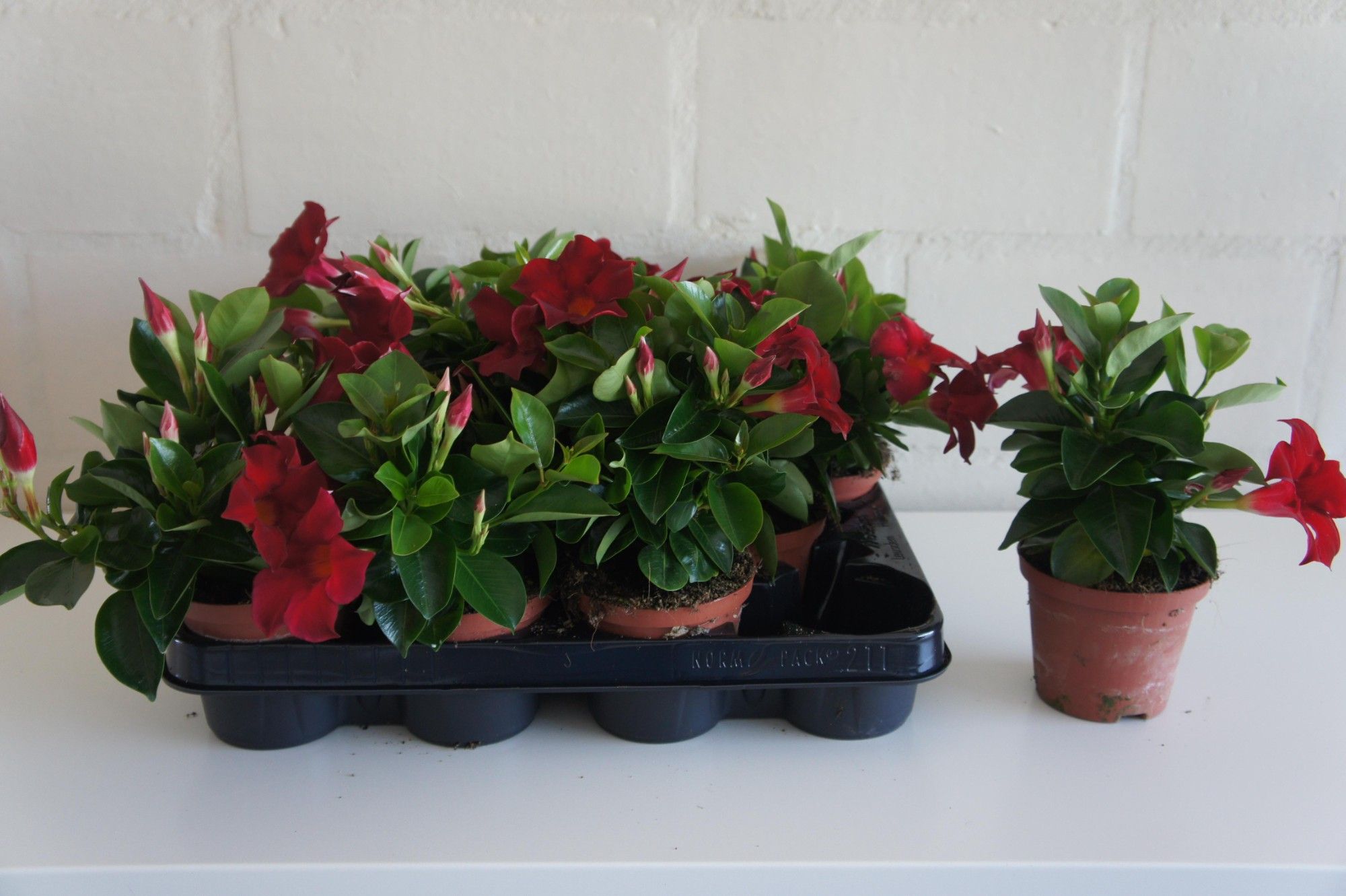 552 PLC : Mandevilla Sanderi Rio Petitie Red, D 10