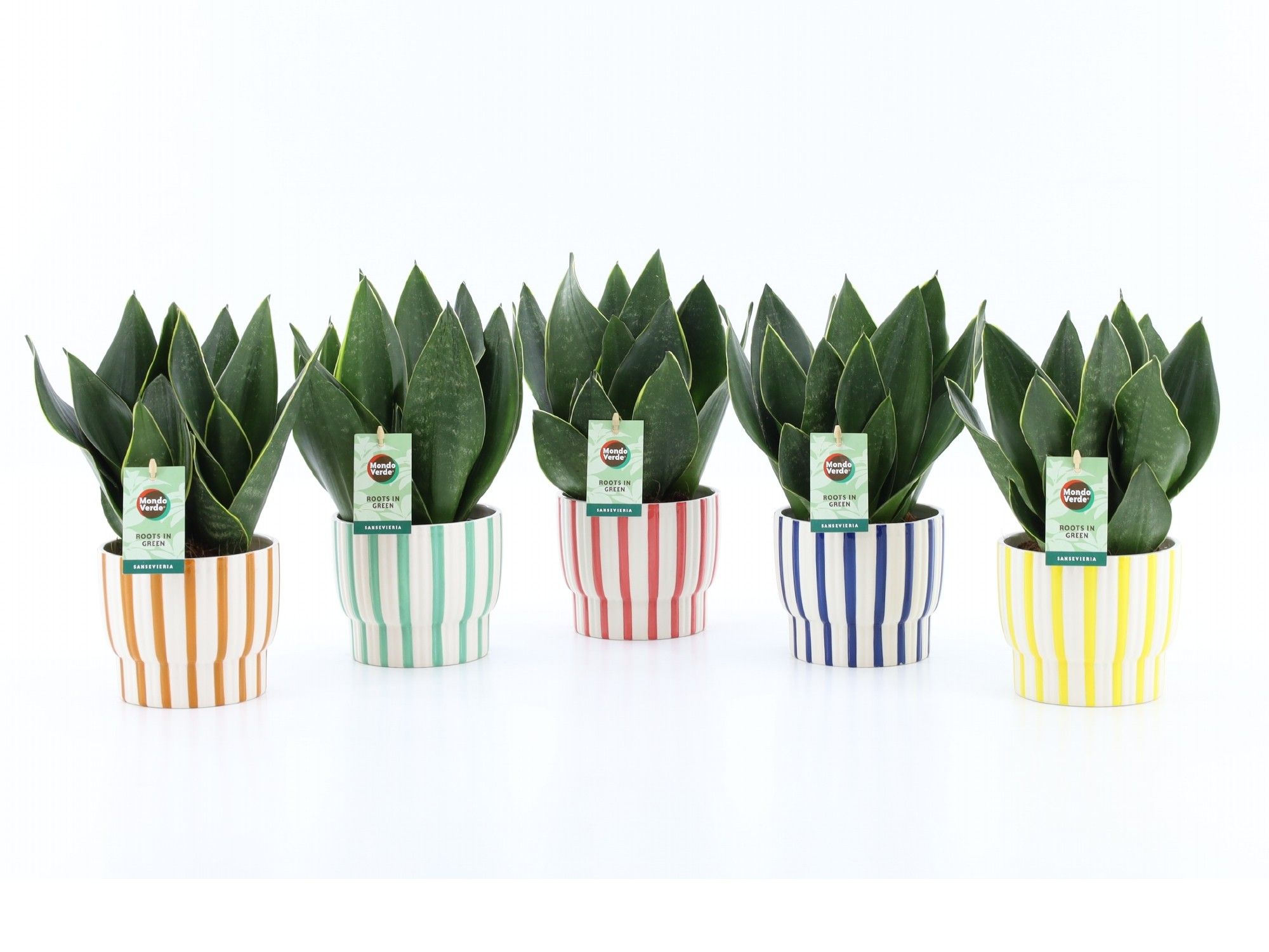 Sansevieria Black Diamond in Pastel Stripe, D 13