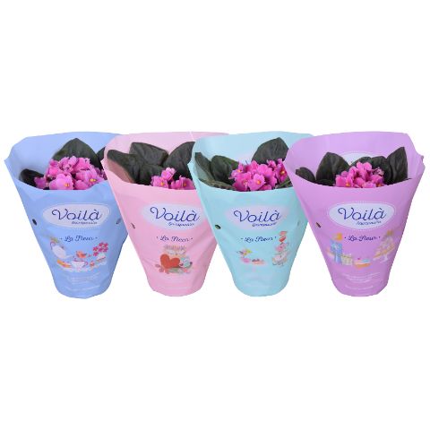 Saintpaulia Roze voila ''la Fleur''x8, D 12
