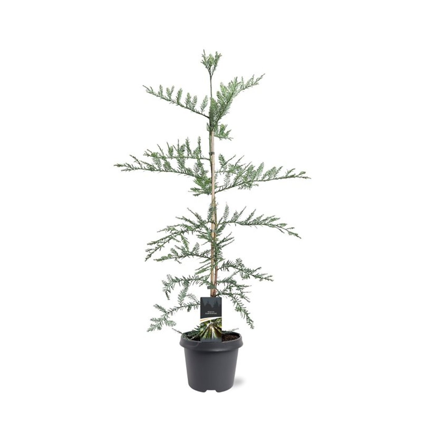 Sequoia sempervirens, D 23 cm