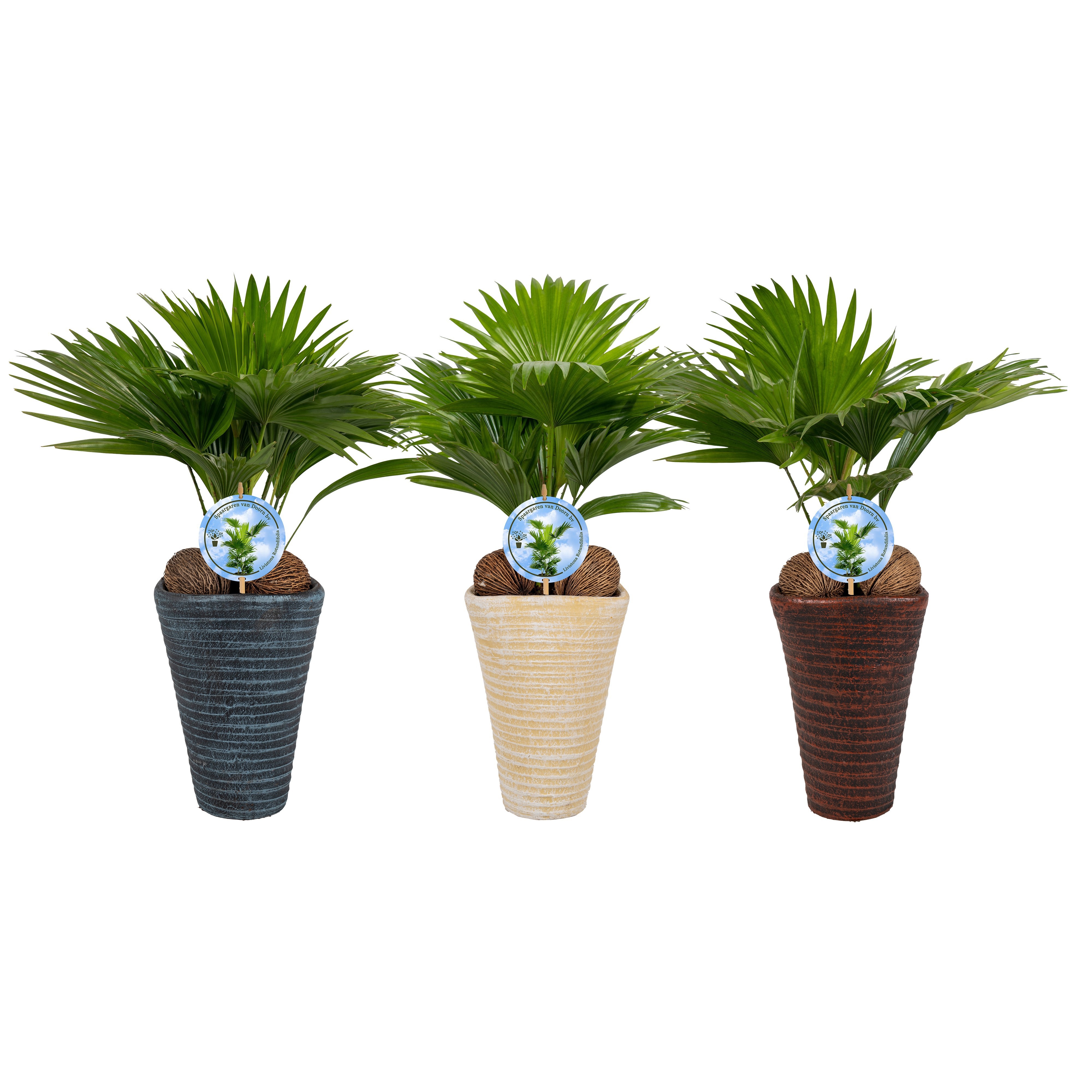 Livistona rotundifolia11 s Aspd Mix pot, D 16