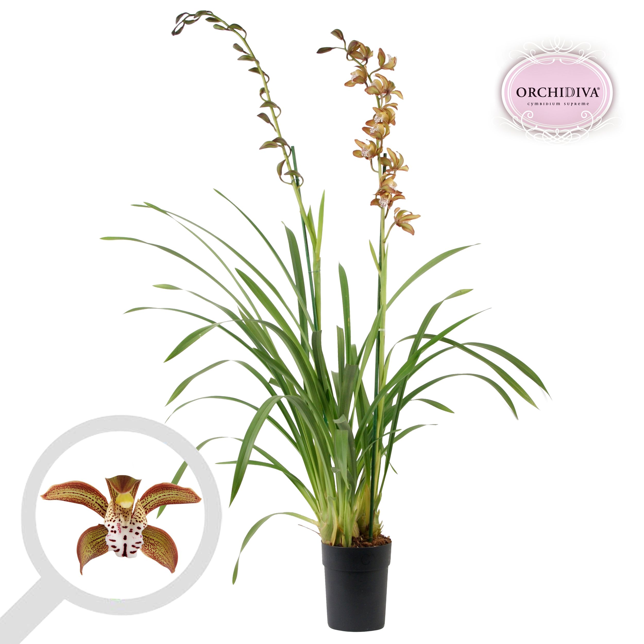 Cymbidium Cuba Libre 2 tak, D 14