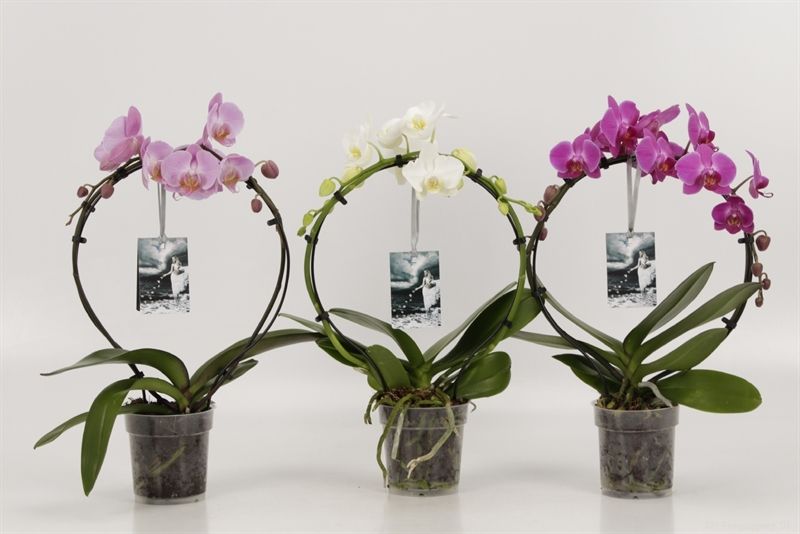 Phalaenopsis overig Rondella gemengd Goddess, D 12