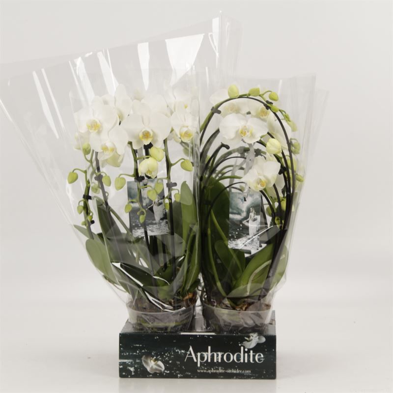 Phalaenopsis overig Shapes wit Goddess, D 12 cm