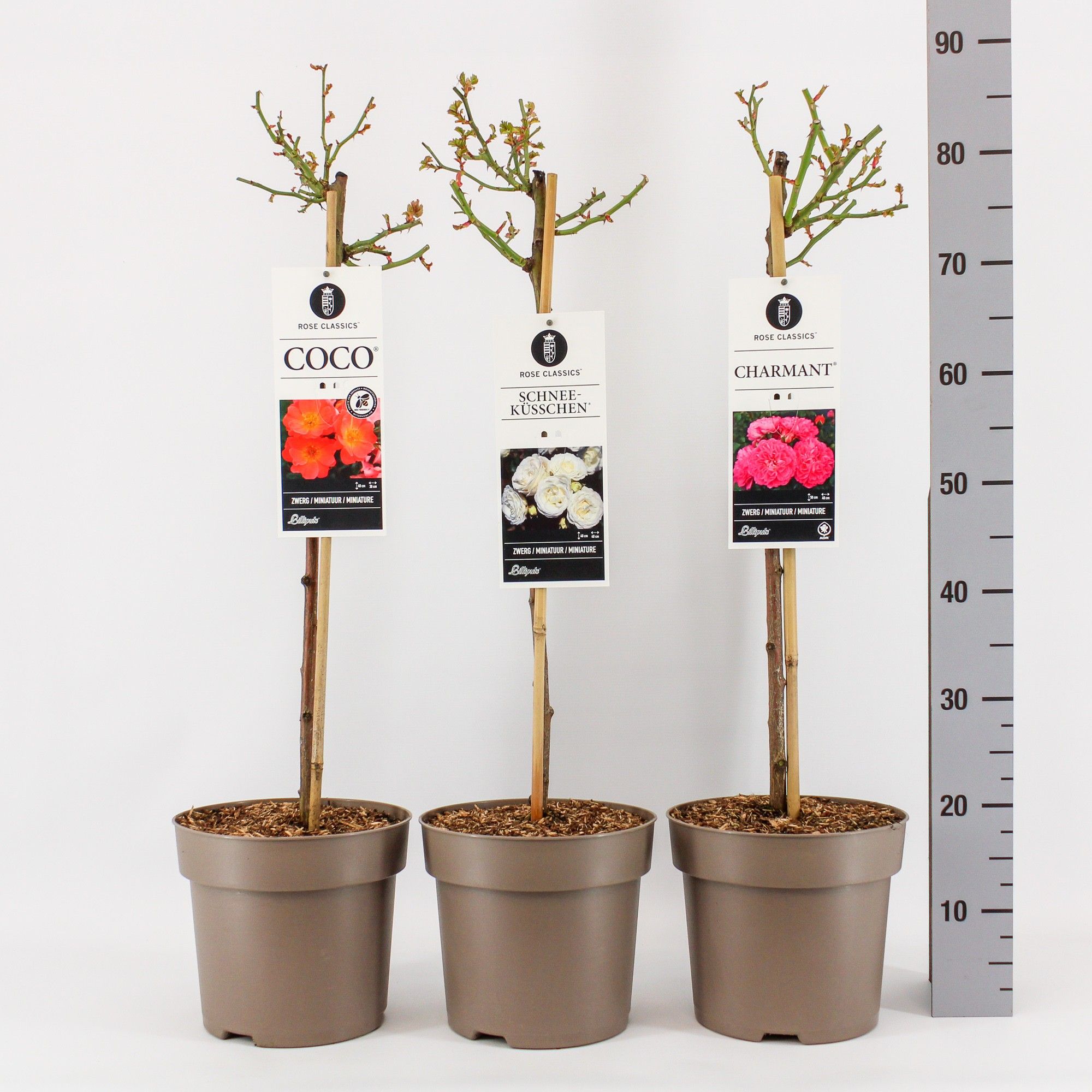 Rose Classics (M) mix, stam 50, C6, D 24