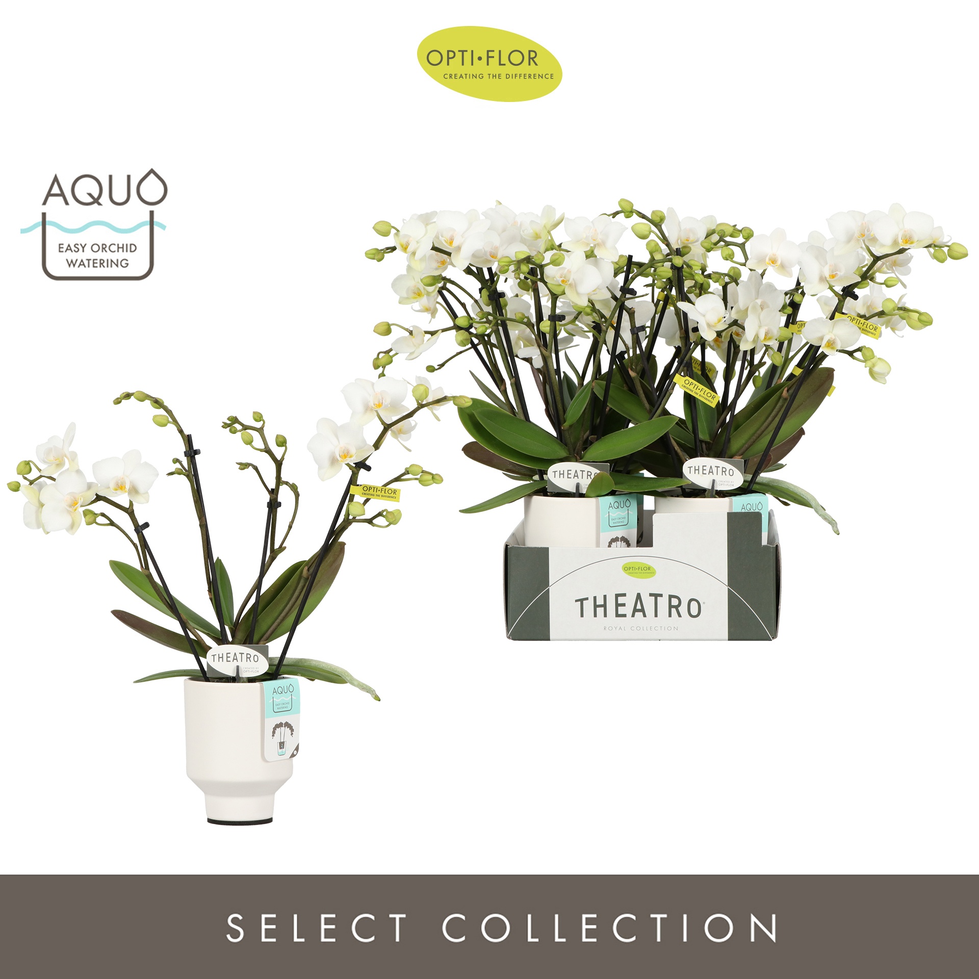 Theatro Funk 4 spike in Emilia White Aquo, D 7 cm