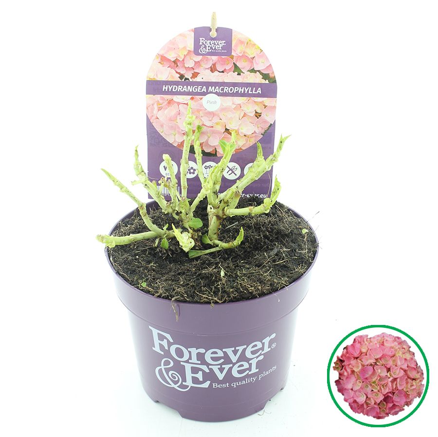 Hydrangea macr. Forever & Ever® Roze C2 (17cm.), D 17