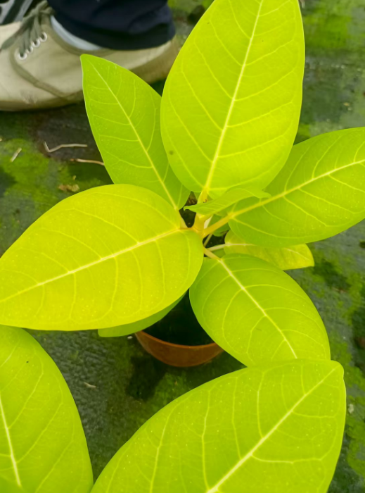 Фикус бенгальский 10 26