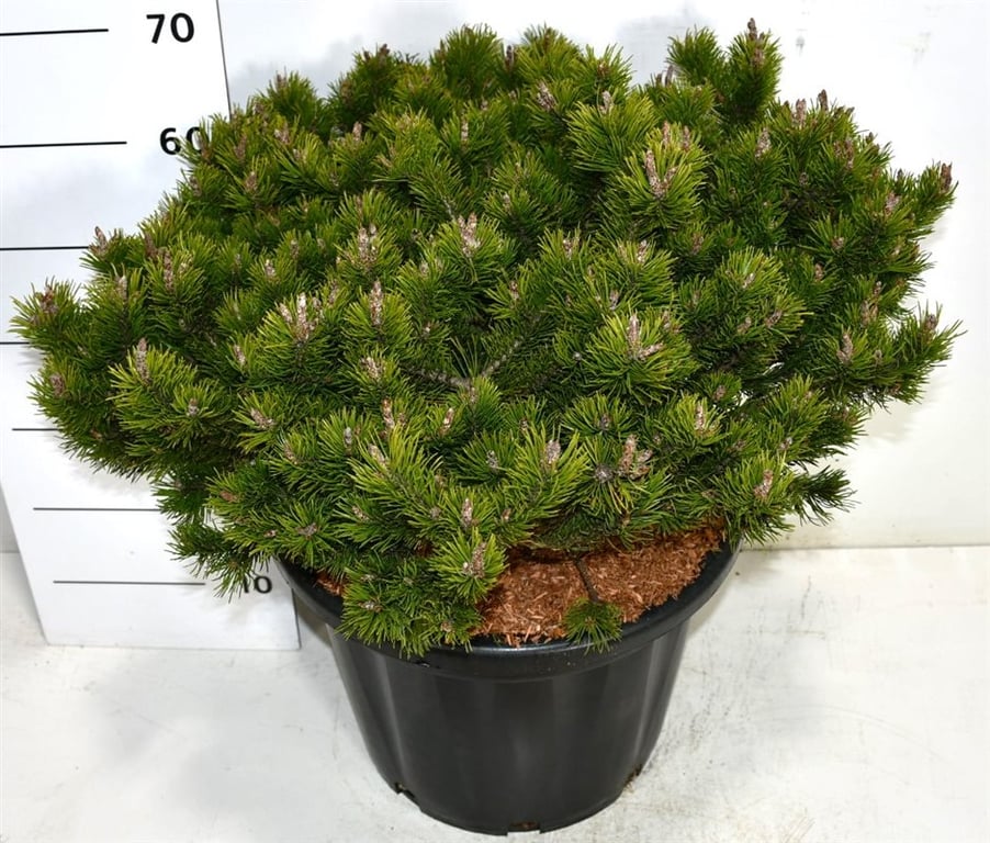 Pinus mugo 'Klosters Grun', D 40