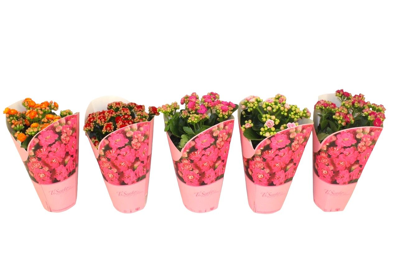 Calandiva 12 cm Cadeaucover Mix, D 12