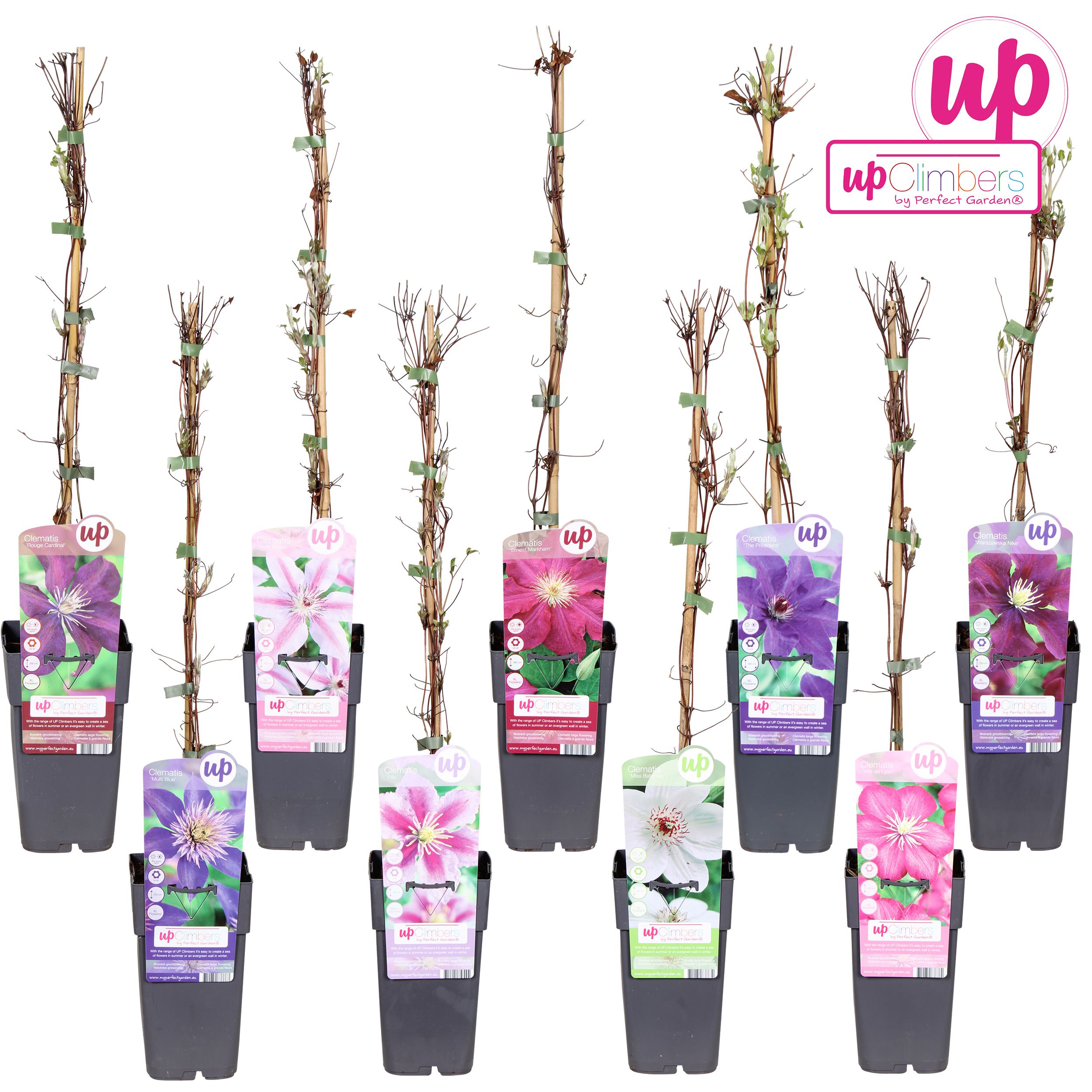 Clematis mix laag grootbloemig P15, D 15