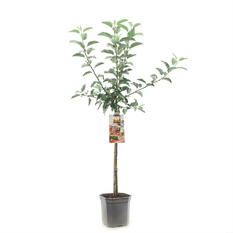 Malus dom. Gala laagstam Handappel, D 24