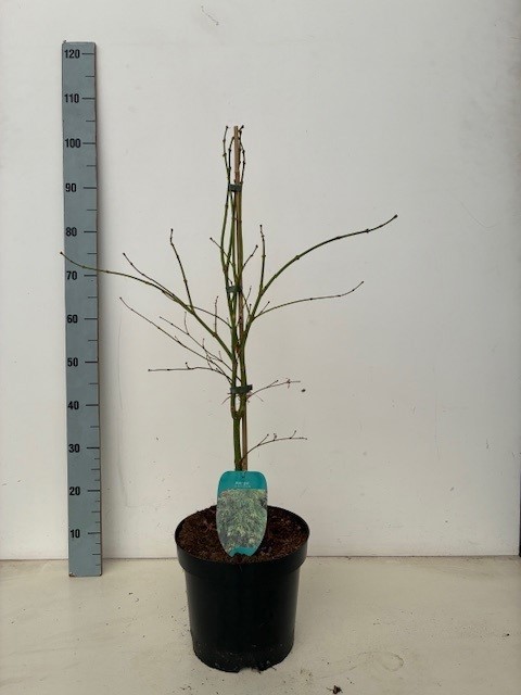 Acer palmatum 'Dissectum' P26 BGT Full CC, D 26