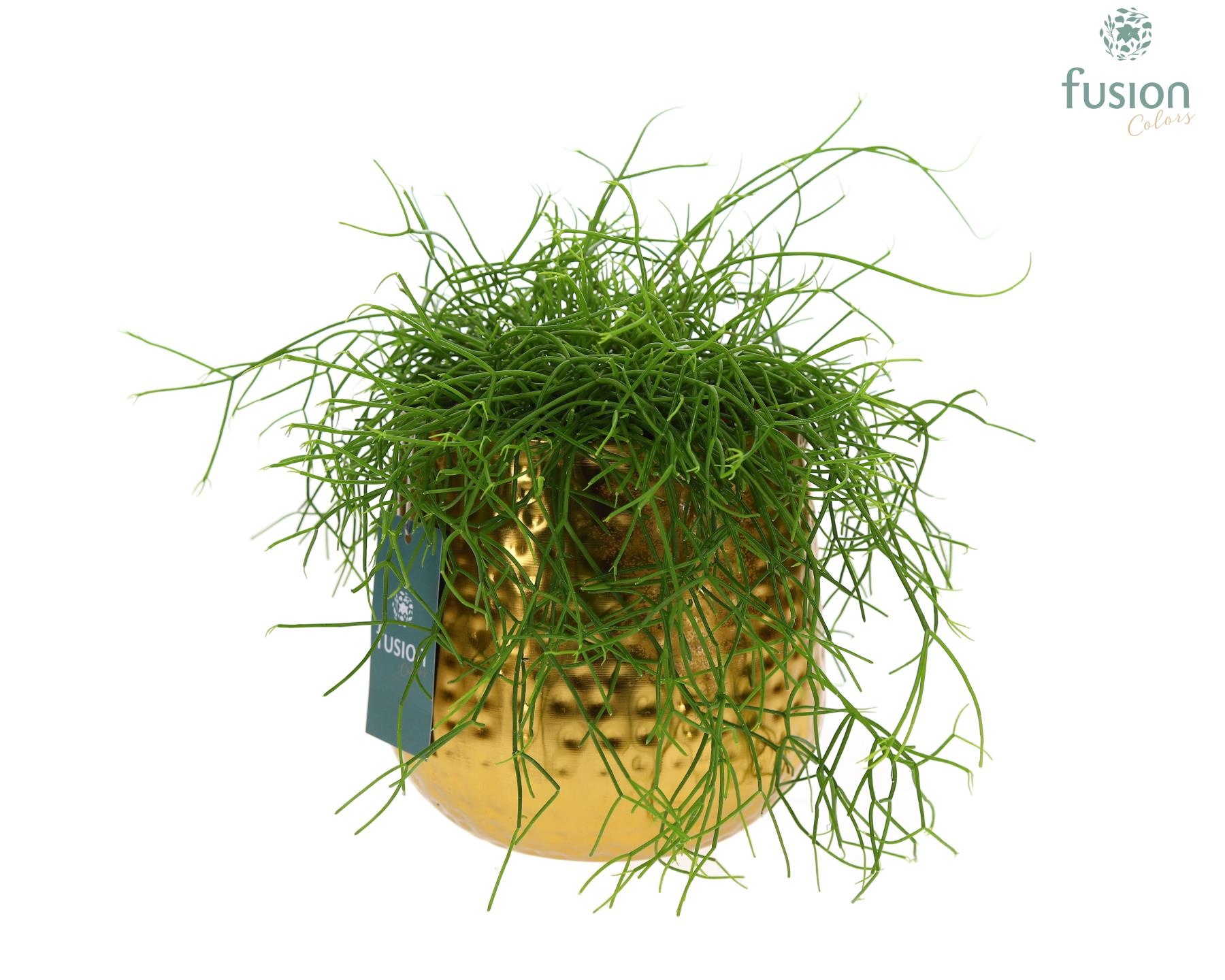 Pot Indian metaal goudkleurig Large met Rhipsalis, D 17