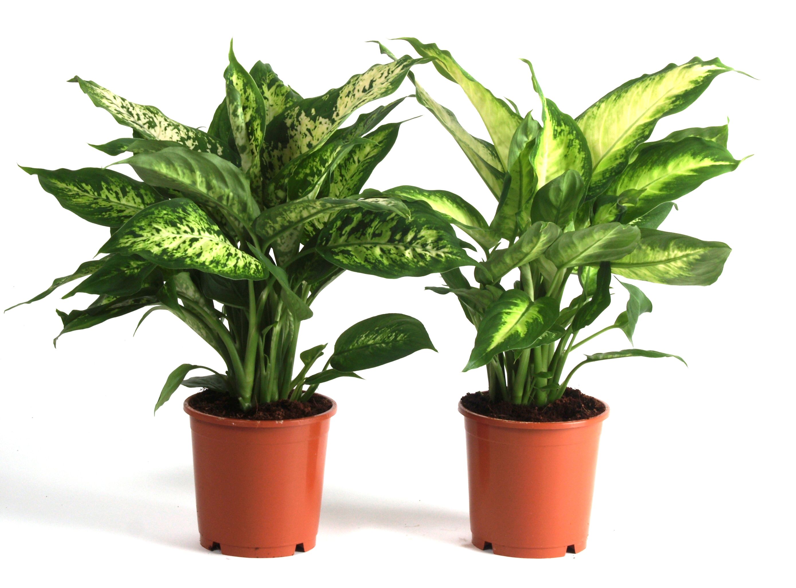 Dieffenbachia Camilla & Compacta, D 12