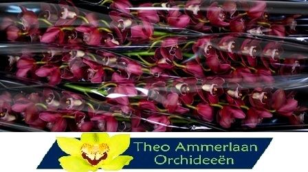 Цимбидиум Хейдс 80 (бордо) x6, шт.