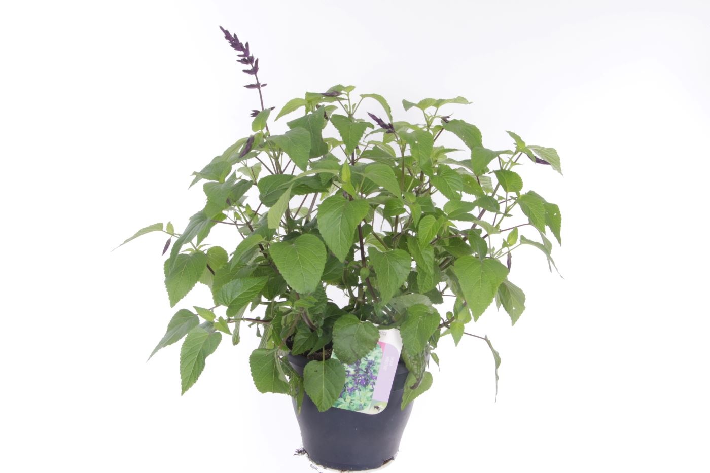Salvia hybr. amistad, D 23 cm