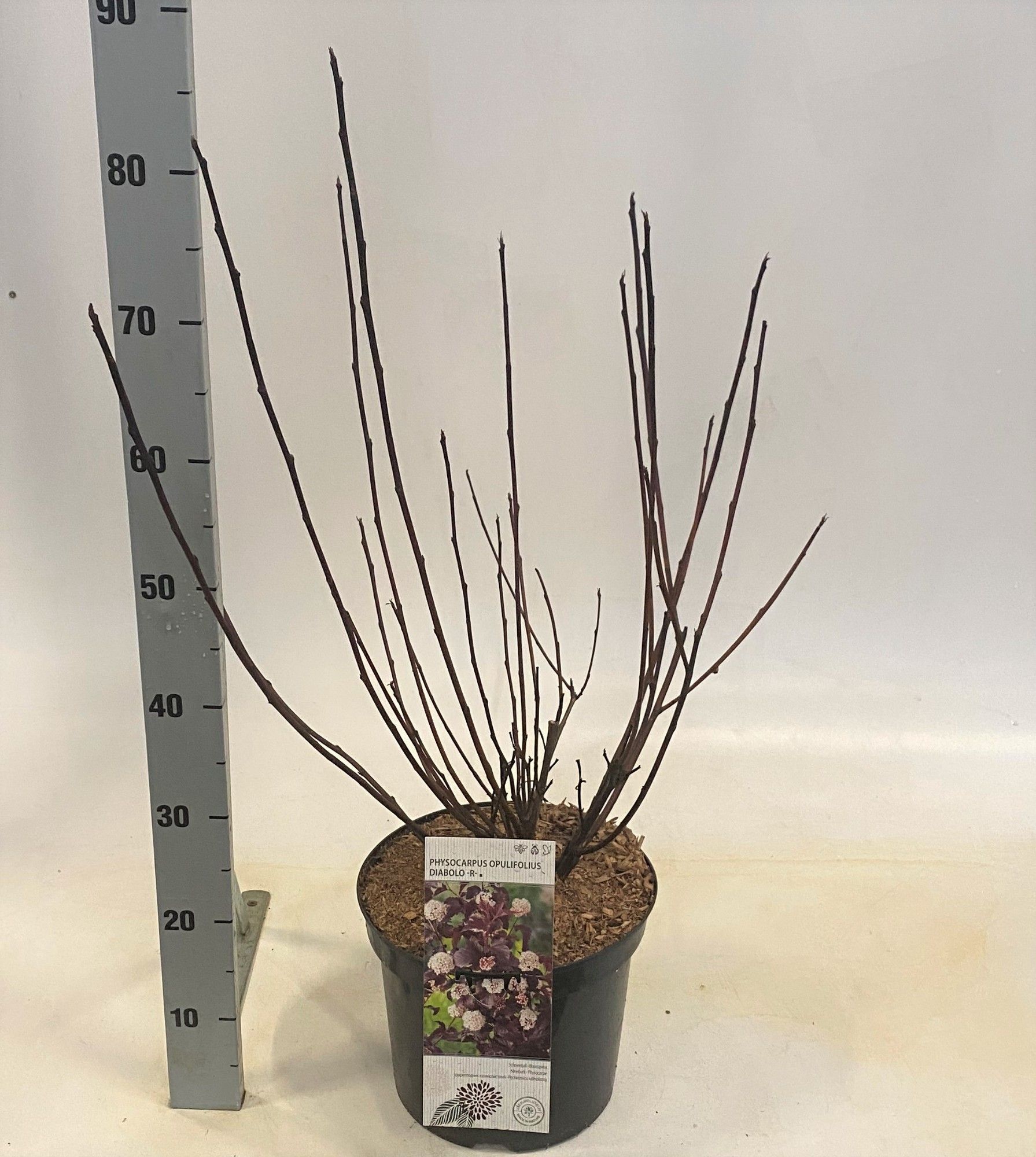 Physocarpus opulifolius Diabolo -R-, D 26