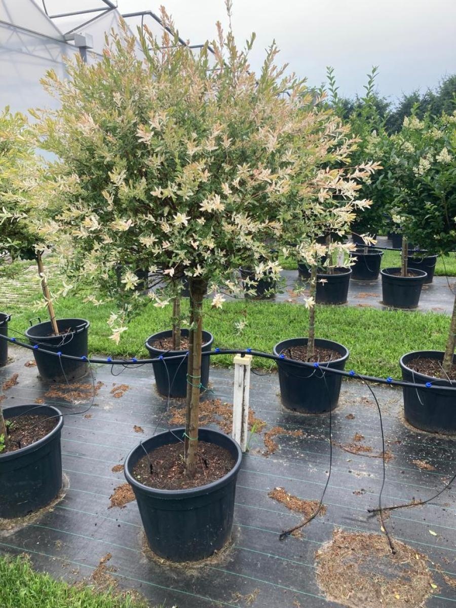 Salix integra 'Hakuro-nishiki', D 65 cm