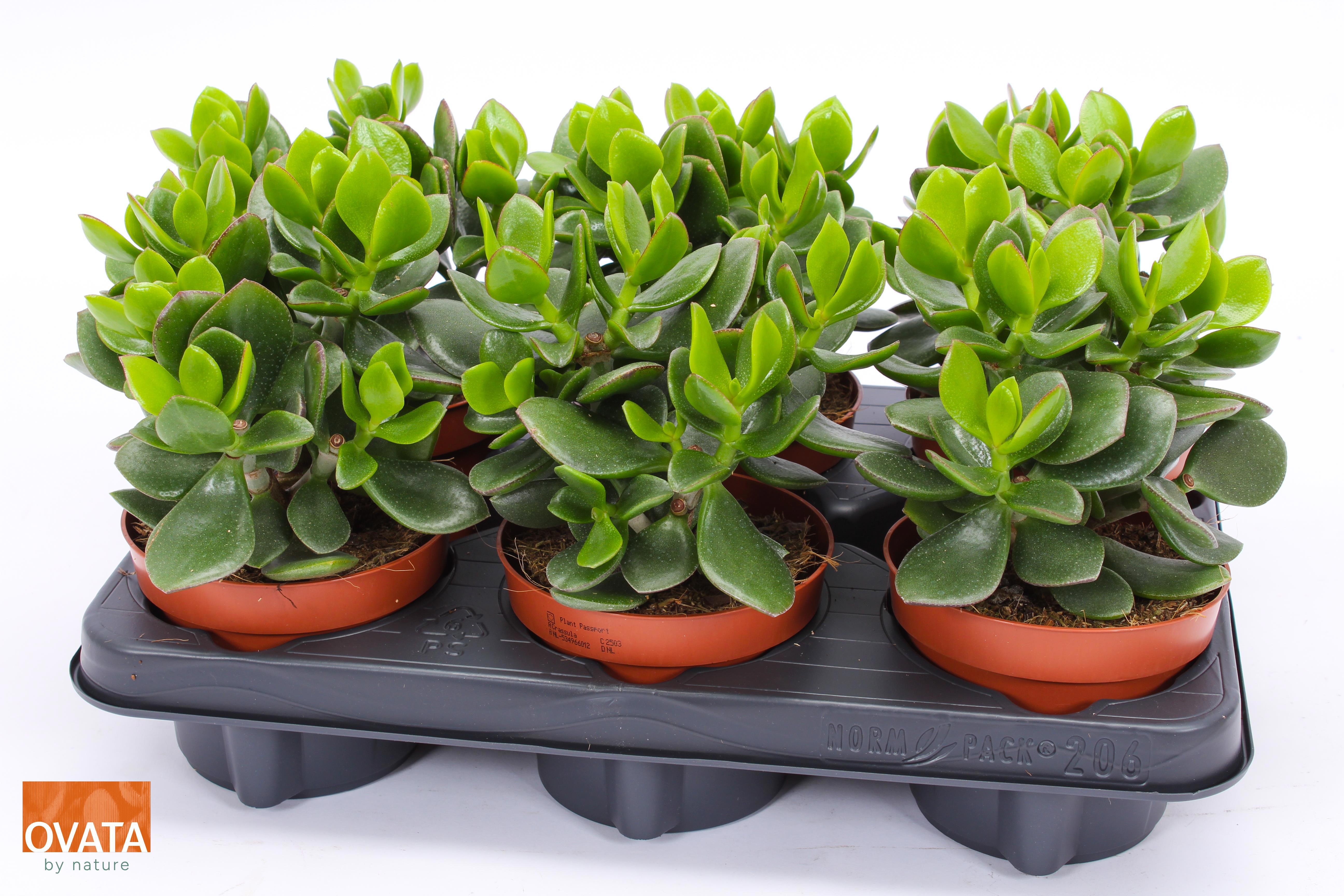 Crassula hulk 12, D 12