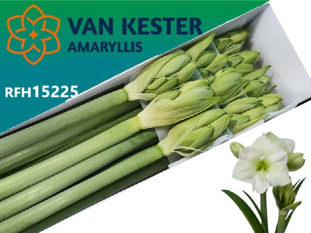 Амарилис Вайт Сенсейшн (бел.) x10, шт.