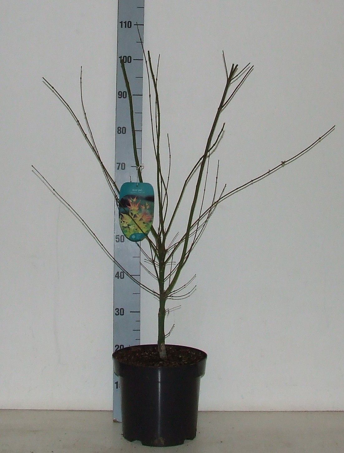 Acer palmatum 'Orange Dream' P26 Full CC, D 26