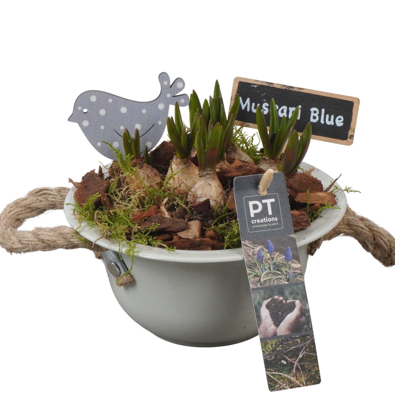 PTMB6113 Arrangement Muscari Blue in zink schaal, D 16
