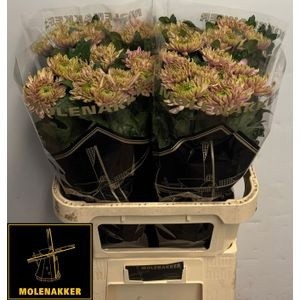 Хризантема од. Росанно Шарлот 80, шт.