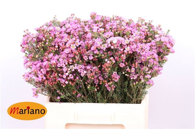 Шамелациум Ади 60 (роз.), шт.